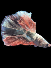 Load image into Gallery viewer, Male Halfmoon - Rosegold Copper #1757 - Live Betta Fish
