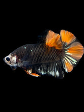 Load image into Gallery viewer, Male Halfmoon Plakat - Gold Avatar #1758 - Live Betta Fish
