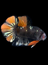Load image into Gallery viewer, Male Halfmoon Plakat - Gold Avatar #1758 - Live Betta Fish
