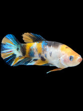 Load image into Gallery viewer, Female Halfmoon Plakat - Galaxy #1758 - Live Betta Fish
