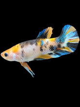 Load image into Gallery viewer, Female Halfmoon Plakat - Galaxy #1758 - Live Betta Fish
