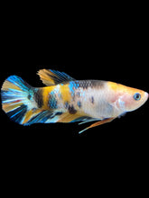 Load image into Gallery viewer, Female Halfmoon Plakat - Galaxy #1758 - Live Betta Fish

