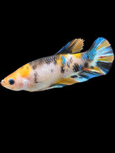 Load image into Gallery viewer, Female Halfmoon Plakat - Galaxy #1758 - Live Betta Fish
