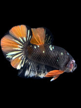 Load image into Gallery viewer, Male Halfmoon Plakat - Gold Avatar #1758 - Live Betta Fish
