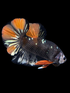 Male Halfmoon Plakat - Gold Avatar #1758 - Live Betta Fish