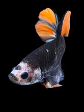 Load image into Gallery viewer, Male Halfmoon Plakat - Gold Avatar #1758 - Live Betta Fish
