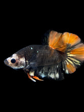 Load image into Gallery viewer, Male Halfmoon Plakat - Gold Avatar #1758 - Live Betta Fish
