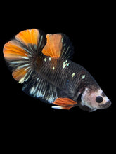 Load image into Gallery viewer, Male Halfmoon Plakat - Gold Avatar #1758 - Live Betta Fish
