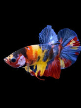 Load image into Gallery viewer, Male Halfmoon Plakat - Multicolor #1759 - Live Betta Fish
