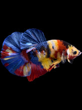 Load image into Gallery viewer, Male Halfmoon Plakat - Multicolor #1759 - Live Betta Fish
