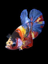 Load image into Gallery viewer, Male Halfmoon Plakat - Multicolor #1759 - Live Betta Fish

