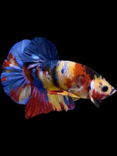 Load image into Gallery viewer, Male Halfmoon Plakat - Multicolor #1759 - Live Betta Fish

