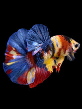 Load image into Gallery viewer, Male Halfmoon Plakat - Multicolor #1759 - Live Betta Fish
