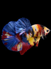 Load image into Gallery viewer, Male Halfmoon Plakat - Multicolor #1759 - Live Betta Fish
