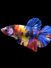 Load image into Gallery viewer, Male Halfmoon Plakat - Multicolor #1759 - Live Betta Fish
