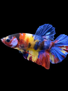 Male Halfmoon Plakat - Multicolor #1759 - Live Betta Fish
