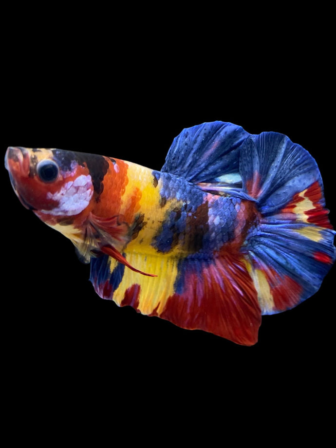 Male Halfmoon Plakat - Multicolor #1759 - Live Betta Fish