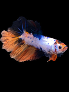 TOP GRADE Female Halfmoon - Galaxy #1760 - Live Betta Fish