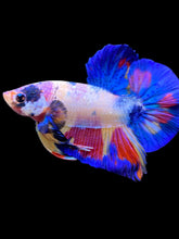 Load image into Gallery viewer, Male Halfmoon Plakat - Unicorn #1760 - Live Betta Fish
