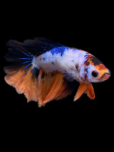 TOP GRADE Female Halfmoon - Galaxy #1760 - Live Betta Fish