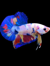 Load image into Gallery viewer, Male Halfmoon Plakat - Unicorn #1760 - Live Betta Fish
