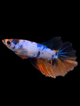 Load image into Gallery viewer, TOP GRADE Female Halfmoon - Galaxy #1760 - Live Betta Fish
