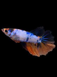 TOP GRADE Female Halfmoon - Galaxy #1760 - Live Betta Fish
