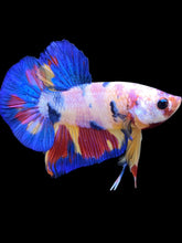 Load image into Gallery viewer, Male Halfmoon Plakat - Unicorn #1760 - Live Betta Fish
