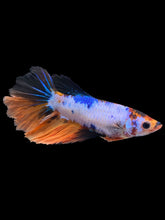 Load image into Gallery viewer, TOP GRADE Female Halfmoon - Galaxy #1760 - Live Betta Fish
