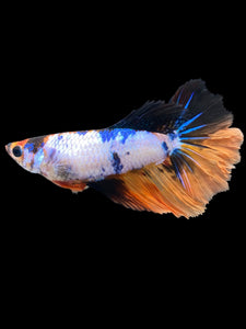 TOP GRADE Female Halfmoon - Galaxy #1760 - Live Betta Fish