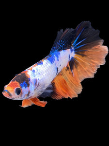 TOP GRADE Female Halfmoon - Galaxy #1760 - Live Betta Fish