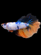Load image into Gallery viewer, TOP GRADE Female Halfmoon - Galaxy #1760 - Live Betta Fish
