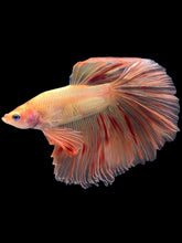 Load image into Gallery viewer, Male Halfmoon - Vanda #1761 - Live Betta Fish
