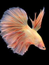 Load image into Gallery viewer, Male Halfmoon - Vanda #1761 - Live Betta Fish
