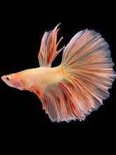 Load image into Gallery viewer, Male Halfmoon - Vanda #1761 - Live Betta Fish
