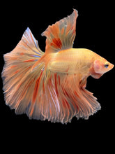 Load image into Gallery viewer, Male Halfmoon - Vanda #1761 - Live Betta Fish
