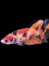 Load image into Gallery viewer, GIANT Female Halfmoon Plakat - Galaxy #1762 Live Betta Fish

