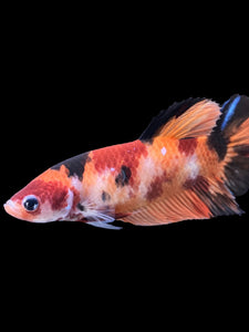 GIANT Female Halfmoon Plakat - Galaxy #1762 Live Betta Fish