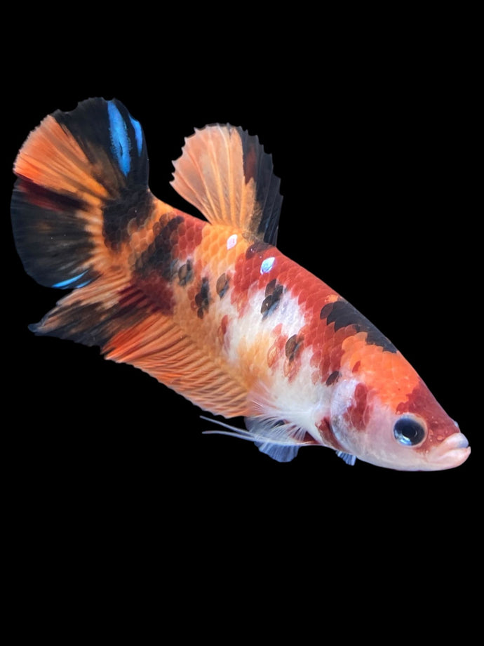 GIANT Female Halfmoon Plakat - Galaxy #1762 Live Betta Fish