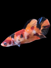 Load image into Gallery viewer, GIANT Female Halfmoon Plakat - Galaxy #1762 Live Betta Fish
