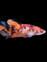 Load image into Gallery viewer, GIANT Female Halfmoon Plakat - Galaxy #1762 Live Betta Fish
