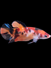 Load image into Gallery viewer, GIANT Female Halfmoon Plakat - Galaxy #1762 Live Betta Fish
