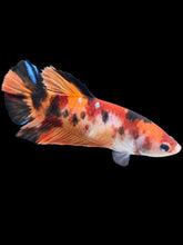 Load image into Gallery viewer, GIANT Female Halfmoon Plakat - Galaxy #1762 Live Betta Fish
