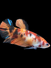 Load image into Gallery viewer, GIANT Female Halfmoon Plakat - Galaxy #1762 Live Betta Fish
