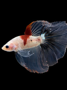 Male Halfmoon - Tancho #1764 - Live Betta Fish