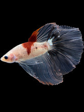 Load image into Gallery viewer, Male Halfmoon - Tancho #1764 - Live Betta Fish
