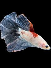 Load image into Gallery viewer, Male Halfmoon - Tancho #1764 - Live Betta Fish
