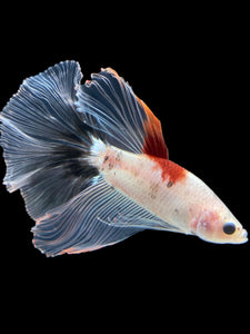 Male Halfmoon - Tancho #1764 - Live Betta Fish