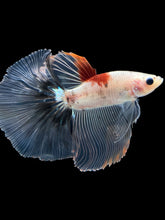 Load image into Gallery viewer, Male Halfmoon - Tancho #1764 - Live Betta Fish
