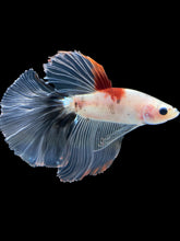 Load image into Gallery viewer, Male Halfmoon - Tancho #1764 - Live Betta Fish

